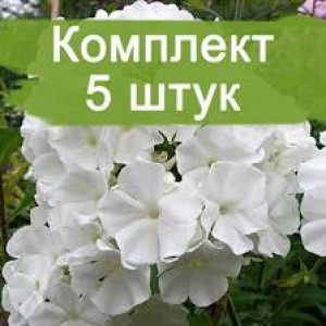 Комплект 5шт / Флокс Вайт Спарр ( White Sparr)