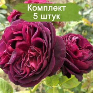 Комплект 5шт / Роза Астрид Графин (парковая)