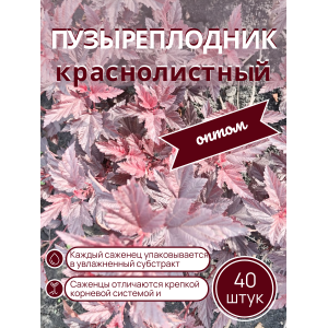 Пузыреплодник краснолистный /опт 40 шт саженцы