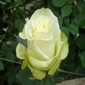 Роза Хай энд Пис (чайно-гибридная)