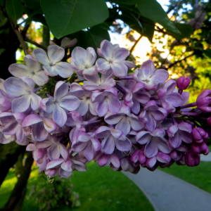 Сеянец Сирень Зоя Космодемьянская